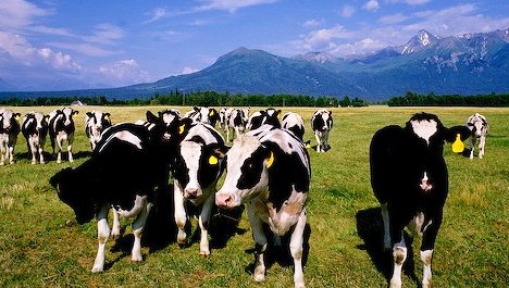 Matanuska Valley Dairy Cows
