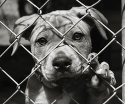 dog_puppy_in_shelter_cage_270x224