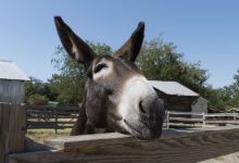 Mules, Kevin Jackson